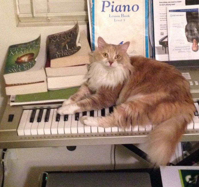 Dany Cat - Game of Thrones - Oh Mel Gee