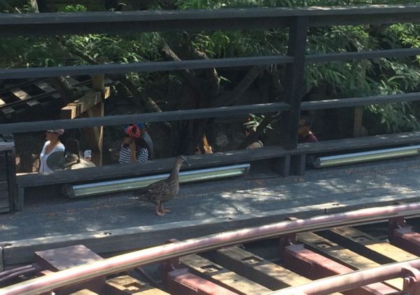 Duck - Thunder Mountain